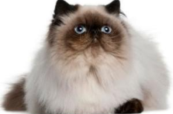 喜马拉雅猫,融合波斯与暹罗之美，养护指南全解析